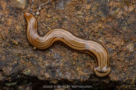 [HAMMERHEAD FLATWORM] Bipaliinae | Inglourious Reptiles | Flickr