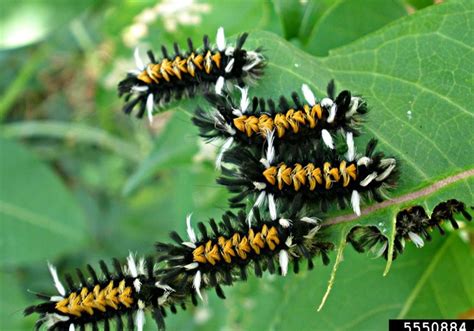 Save your milkweed for monarchs | Pittsburgh Post-Gazette