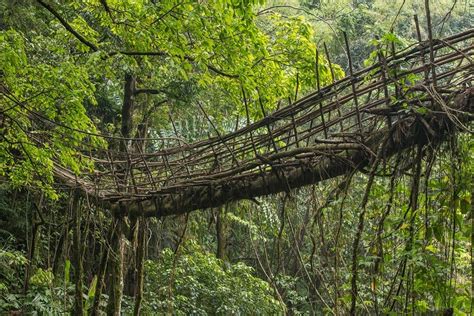 Meghalaya tourism : 8 Reasons Why You Should Take the Living Root ...