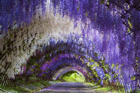 Wisteria Tunnel of Kitakyushu - Unusual Places