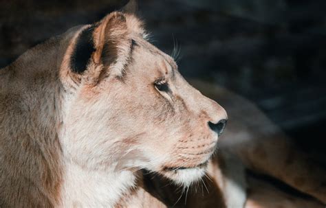 Close-Up Shot of a Lioness · Free Stock Photo