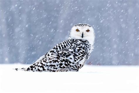 Discover 20 Fascinating Snowy Owl Facts for Kids - Learn about this ...