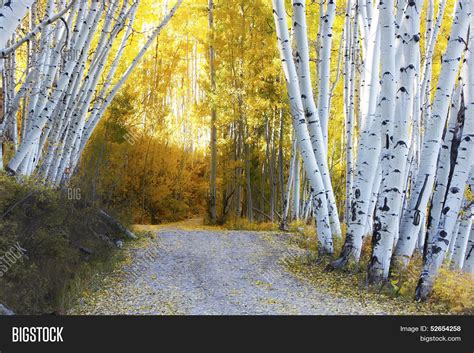 Aspen Forest Fall, Image & Photo (Free Trial) | Bigstock