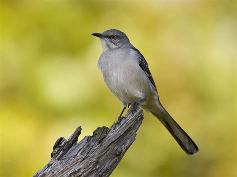 Female Mockingbirds (Male vs Female Identification Guide) | Birdfact