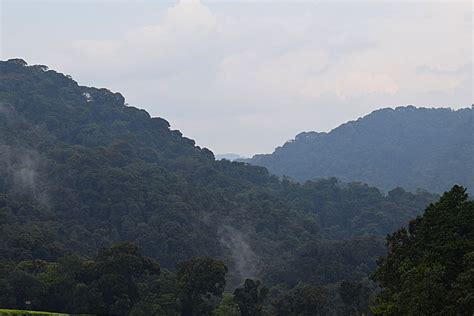 Hiking Irebero trail in Nyungwe Forest