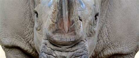 Southern White Rhinos: The Conservation Story - Seneca Park Zoo