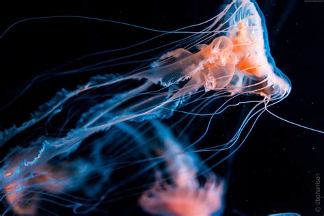 Neon Jellyfish Wallpapers - Top Free Neon Jellyfish Backgrounds - WallpaperAccess