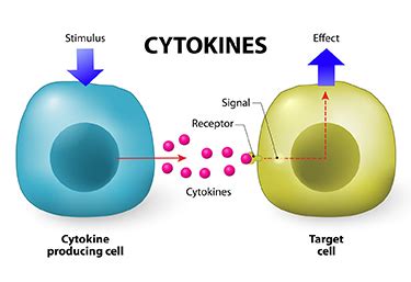 Cytokines: properties and receptors - Online Biology Notes