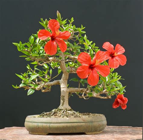 How to care indoor and tropical plants - The journal of a plant: Hibiscus Rosa - Sinensis plant care