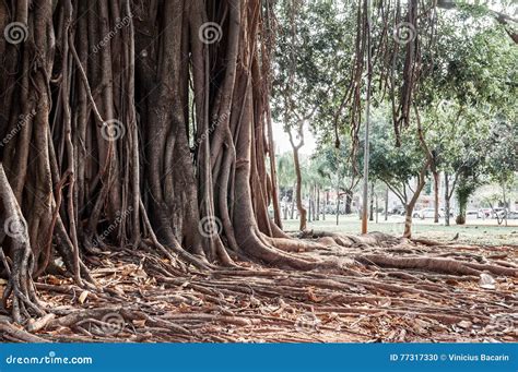 Old Ancient Tree with Long Roots Stock Photo - Image of ancient, root: 77317330