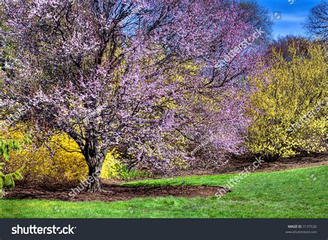 Peach Tree Blossom In Spring Stock Photo 3137530 : Shutterstock