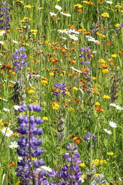 Likeness in a Change of Scenery: Northern Minnesota Wildflowers - Colorful Spring Invaders ...