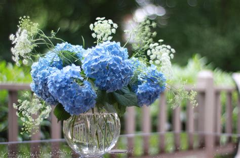 Blue petaled flower with glass vase centerpiece HD wallpaper ...