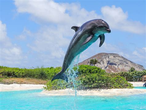 Oahu Hawaii Dolphin Exploration (800) 667-5524