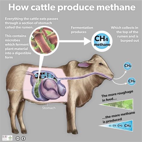 Ruminant Methanogens as a Climate Change Target