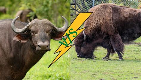 What's The Difference Between Bison And Buffalo?