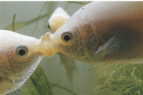 Kissing Gourami Essentials: Care, Tank Setup, Water Chemistry, And Breeding