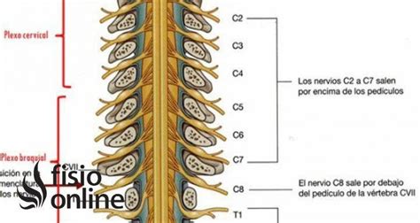 Plexo De Los Nervios Espinales