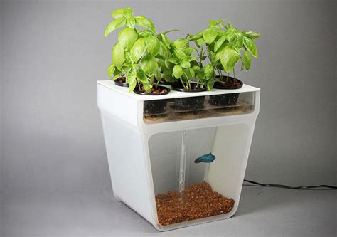 Home Aquaponics Kit - MIKESHOUTS