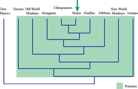 Which of the following primates is the closest relative of humans?