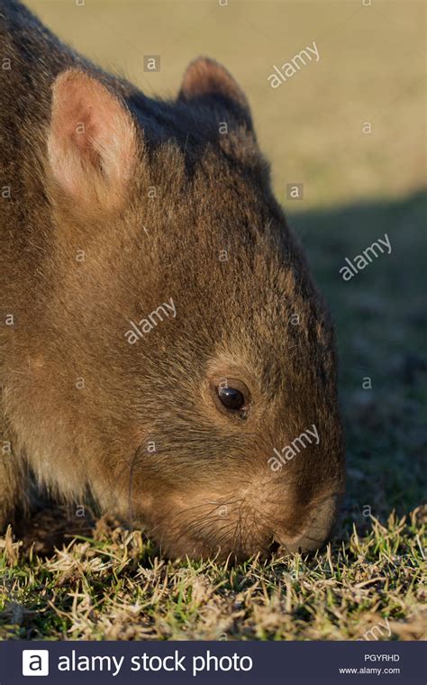 Wombat Eating Stock Photos & Wombat Eating Stock Images - Alamy