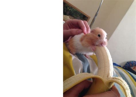 Hamster eating banana Blank Template - Imgflip