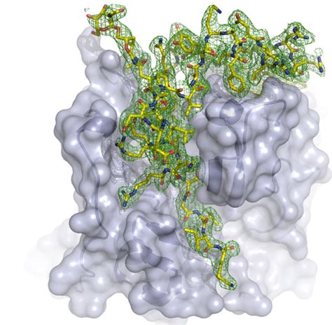 Protein crystallography using x-ray free-electron lasers