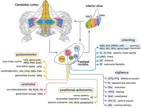 Modular circuit connections of excitatory fastigial projection neurons... | Download Scientific ...