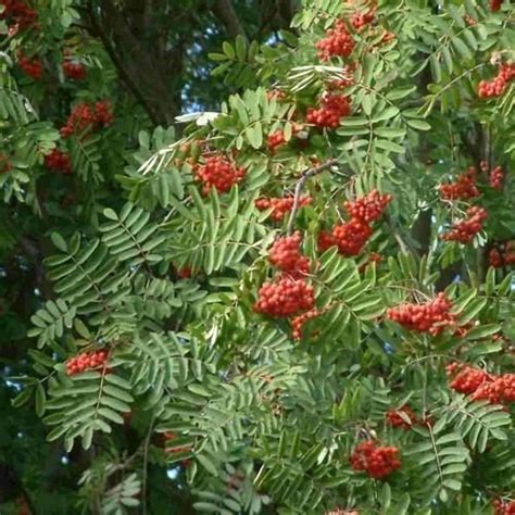 European Mountain Ash Tree Seeds (Sorbus aucuparia) 100+Seeds | AmericanGardener.com