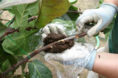 Air Layering: How to Propagate Plants Using This Unique Method - The Plant Guide | Air layering ...