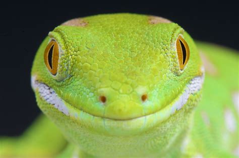 Hintergrundbilder : Grün, Tierwelt, Smiley, glücklich, hell, Gecko, Tier, niedlich, Fauna ...