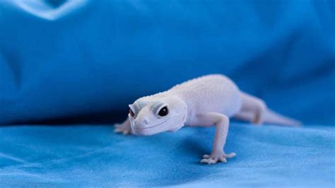 Albino Leopard Gecko Care & Fascinating Facts