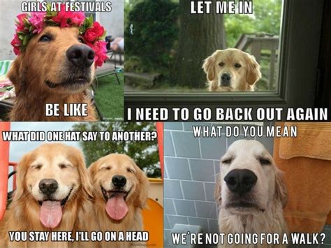 Evil Golden Retriever Meme : No matter what the breed is, putting pictures of dogs in a meme is ...