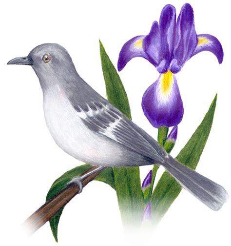 Tennessee State Bird and Flower: Mockingbird / Mimus polyglottos | Iris ...