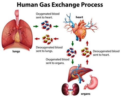 Human gas exchange process diagram 295943 Vector Art at Vecteezy