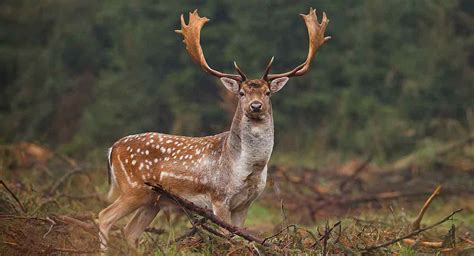 All about deer - Country Services Pest Control Ltd