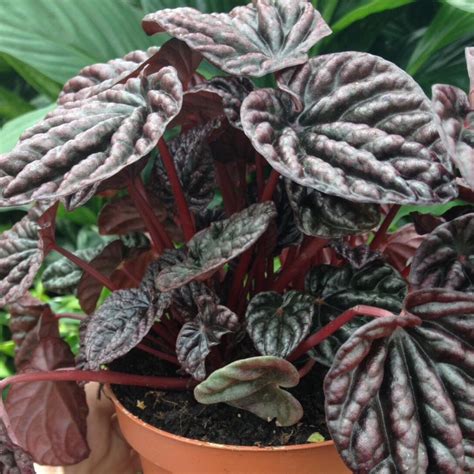 Peperomia caperata 'Luna Red', Peperomia 'Lunar Red' in GardenTags ...