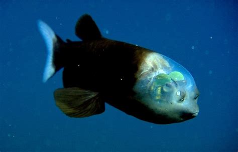 Barreleye-Macropinna-microstoma-MBARI | EarthSky