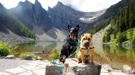 Travel Between The U.S. & Canada With Pets - NEW RULES