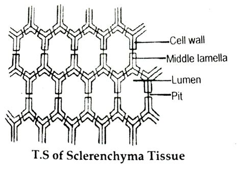 Sclerenchyma Tissue Diagram