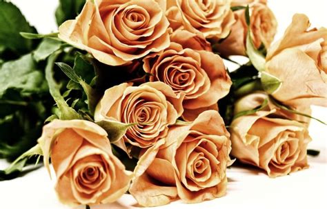 St. Therese and the Roses | Everyday Catholic Woman