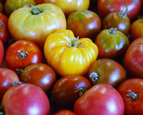 Heirloom Tomato Seed Collection 6 Varieties 100 seeds