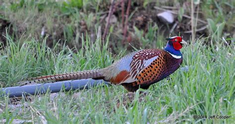 NeoVista Birds and Wildlife: Utah's Upland Game Birds