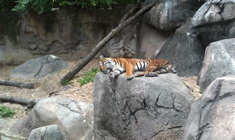 Images: Louisville Zoo animals