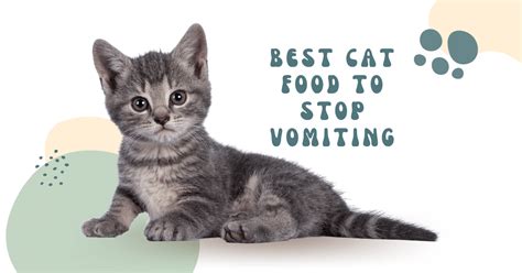 8 Best Cat Foods to Stop Vomiting (And Know the Reasons Behind)