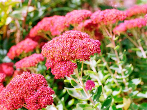 Easy-Care Sedum Plants