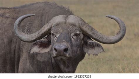 34,515 African Buffalo Images, Stock Photos & Vectors | Shutterstock