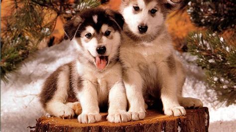 Snow Puppies HD desktop wallpaper : Widescreen : High Definition ...