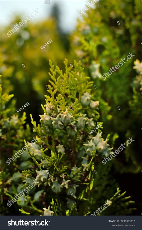 Close View Thuja Tree Seeds Thuja Stock Photo 2230303757 | Shutterstock