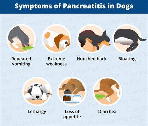 Pancreatitis in Dogs: Symptoms, Causes & More | Canna-Pet